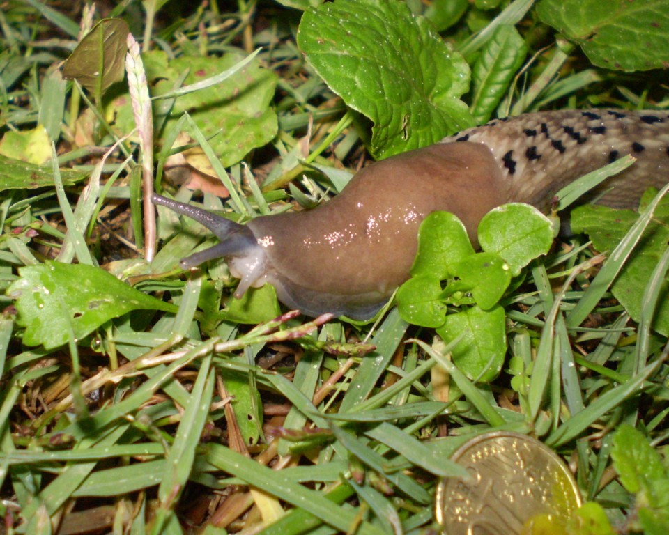 Limax aldrovandi Moquin-Tandon 1855 (Levanto SP)